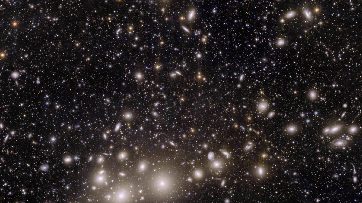 Bright golden galaxies and many smaller points of light across Euclid's dark view of the Perseus galaxy cluster.